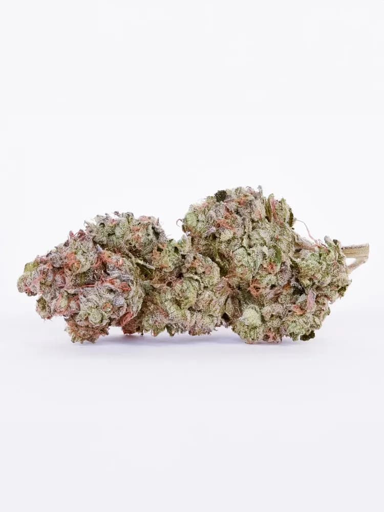 Curacao by Diem Farms, flower