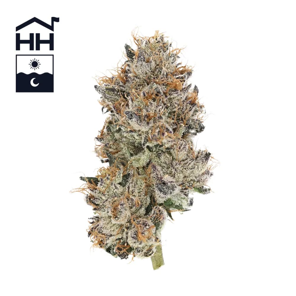 Runtz by Harbor House Collective, flower