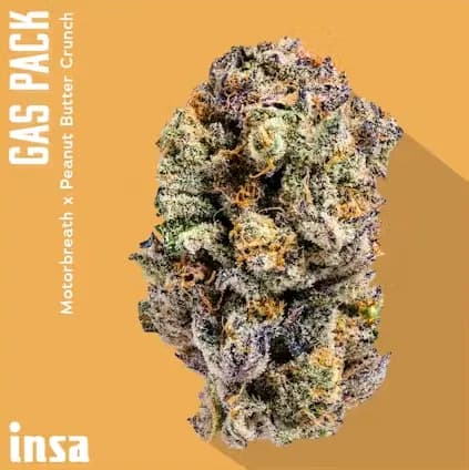 Gas Pack by Insa, flower