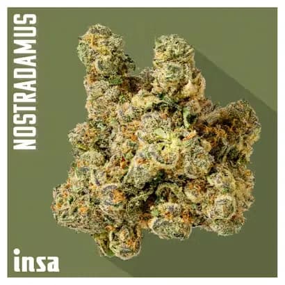 Nostradamus by Insa, flower