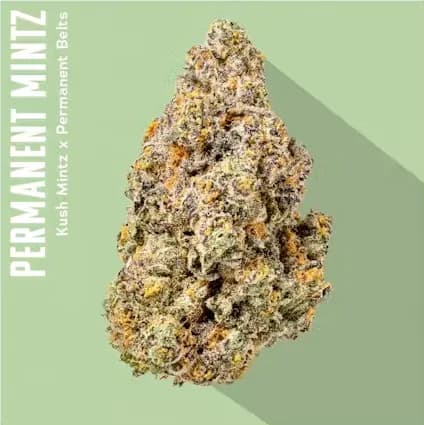 Permanent Mintz by Insa