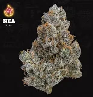 Love Truffles by NEA