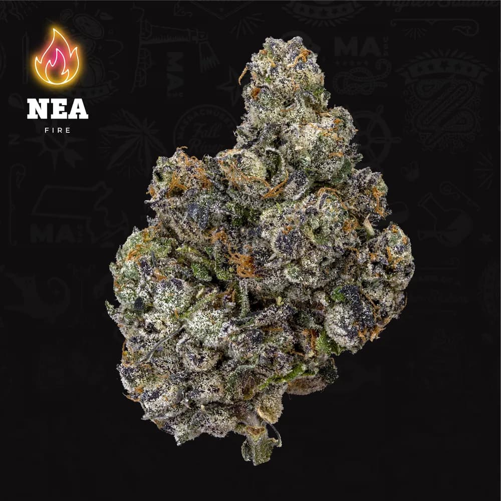 Sherb Cream Pie by NEA, flower