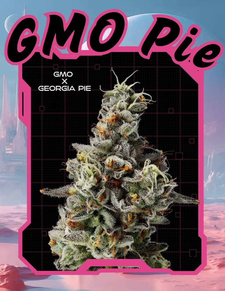 GMO Pie by Realm, flower