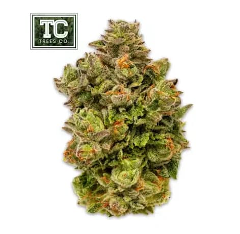 Citrus Rush by Trees Co