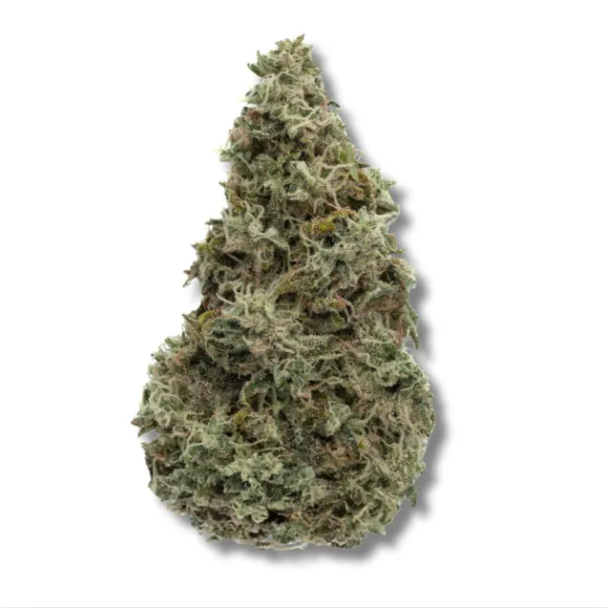 Phoenix by Trees Co., flower