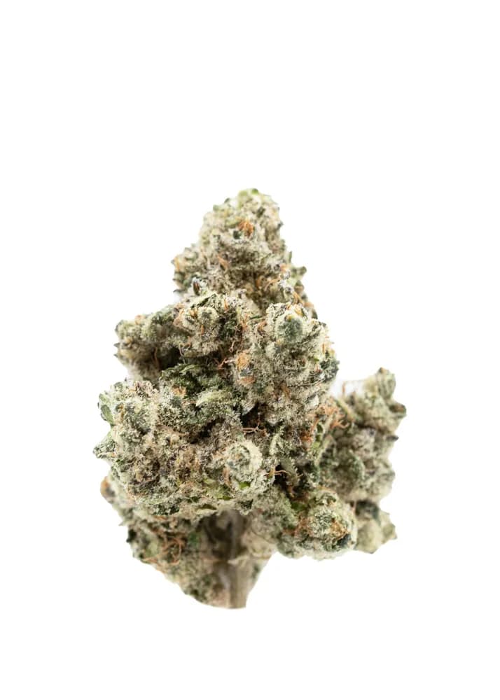 Frost Creek by Harbor House Collective, flower