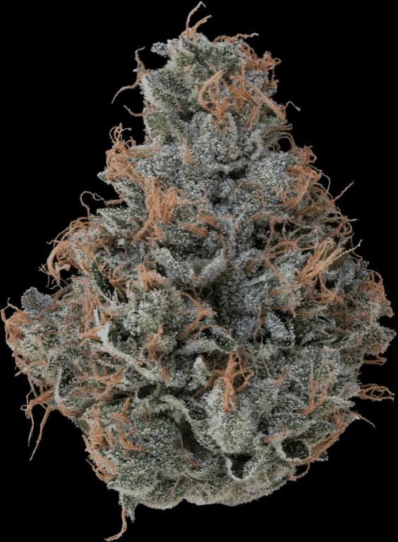 Orange 43 by Harbor House Collective, flower