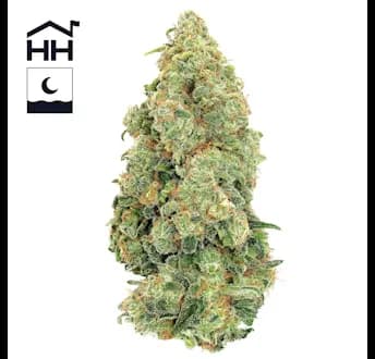 Papaya Cake by Harbor House Collective, flower