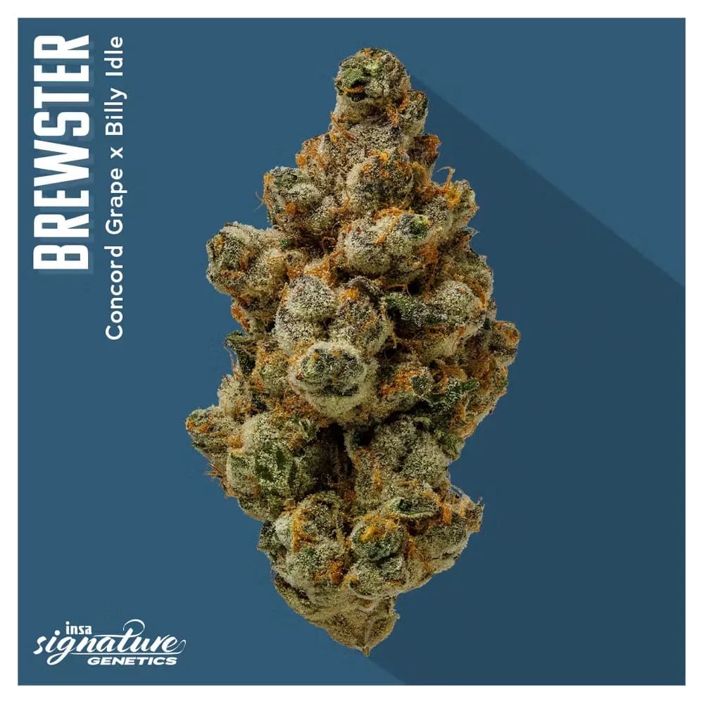 Brewster by Insa, flower