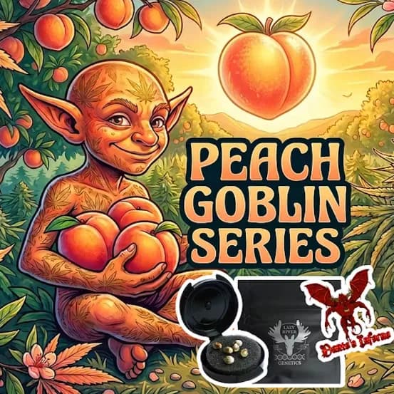 Lazy River Genetics | Bellini Seeds by Lazy River Products, seeds
