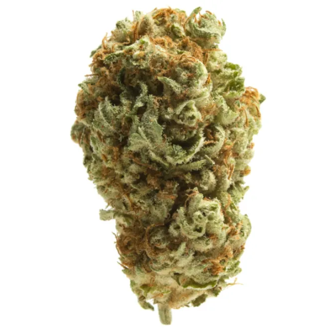Brownie Scout Mixed Buds by RYTHM, flower