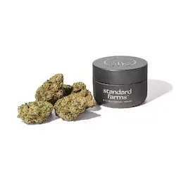 Blueberry Cupcake by Standard Farms, flower