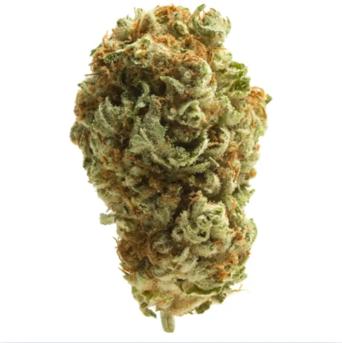 Loud Candy Cream by Trees Co., flower
